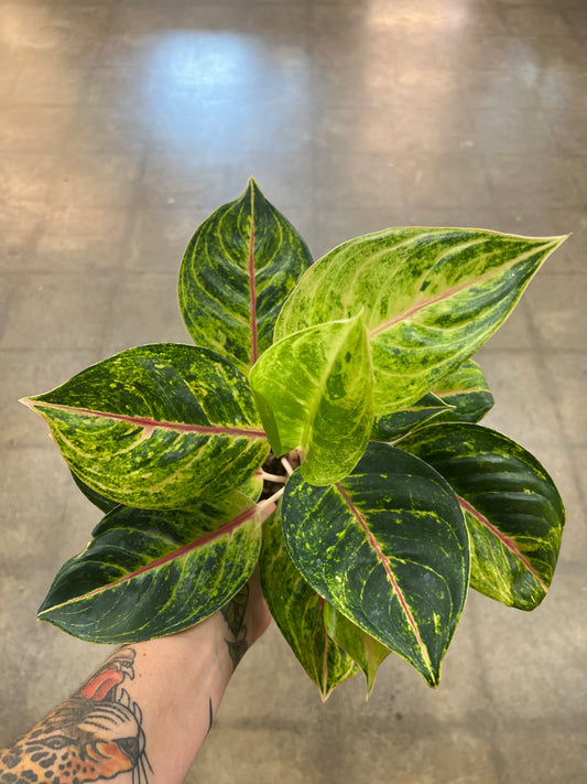 Aglaonema Green Papaya