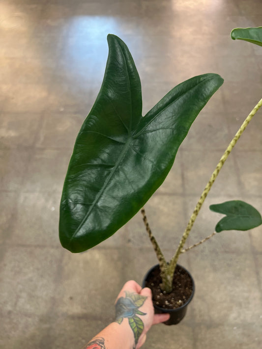 Alocasia Zebrina