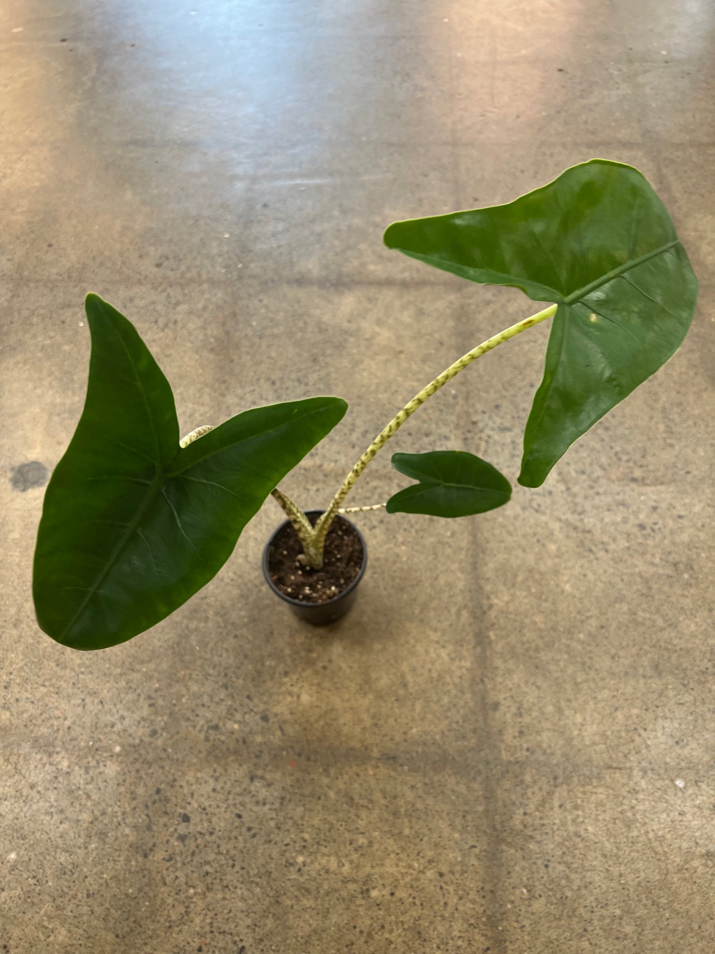 Alocasia Zebrina