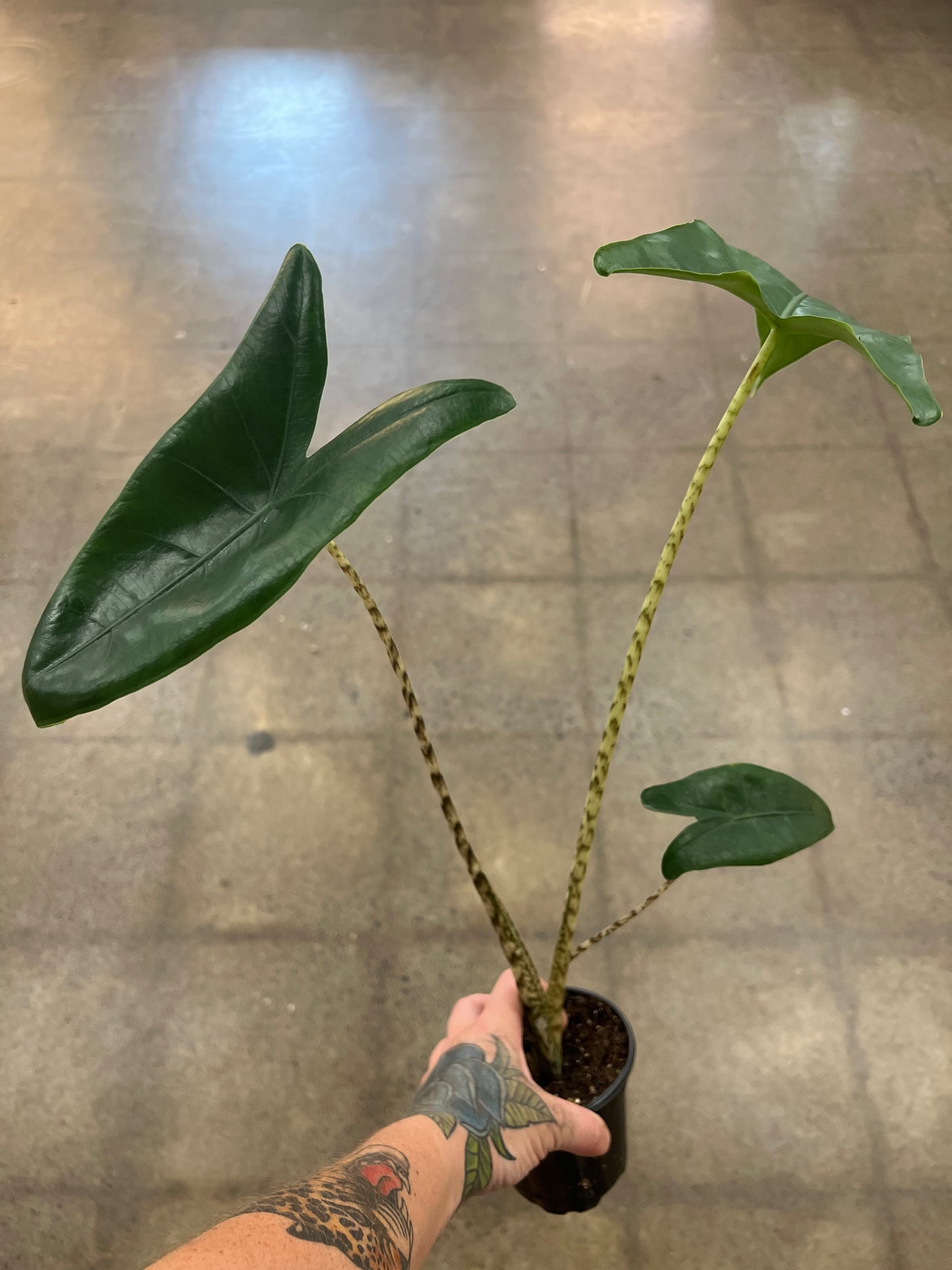 Alocasia Zebrina