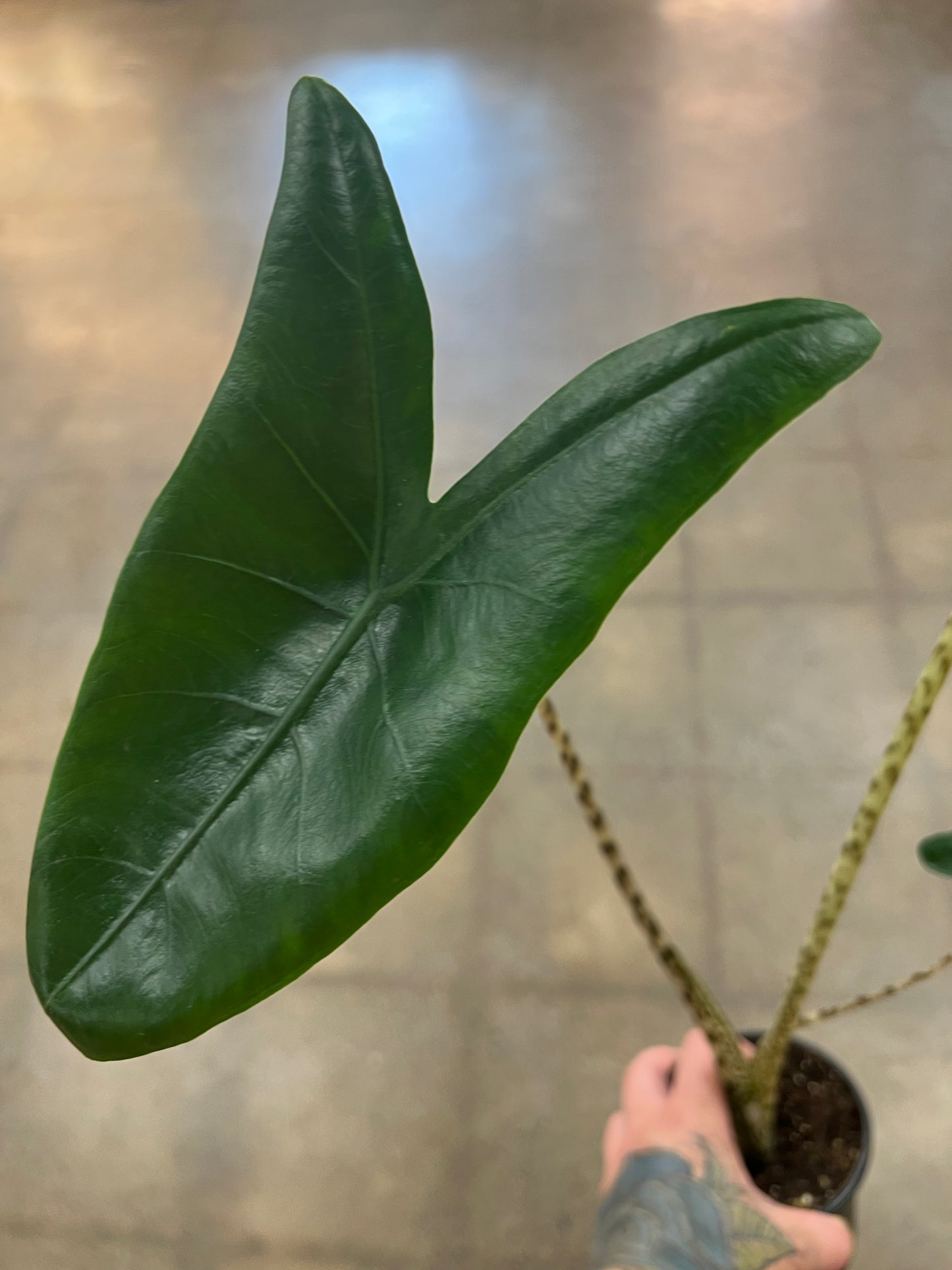 Alocasia Zebrina