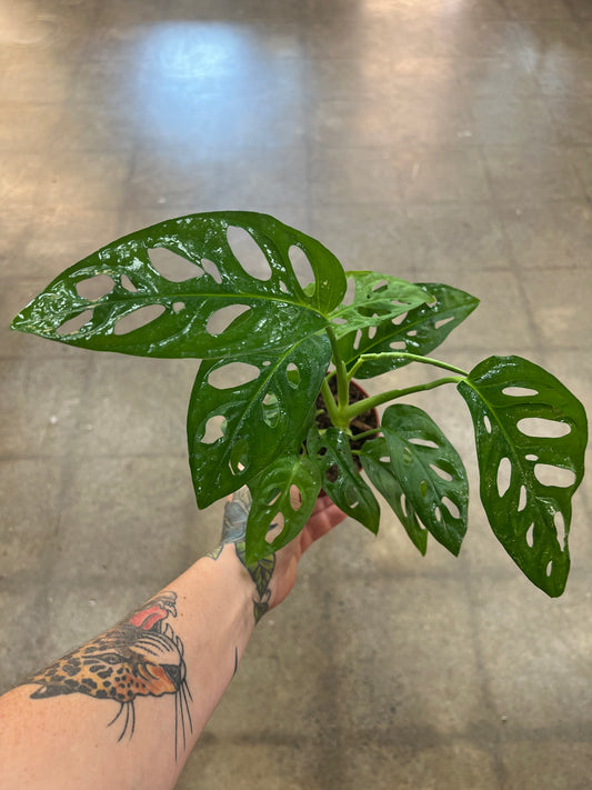 Monstera Adansonii