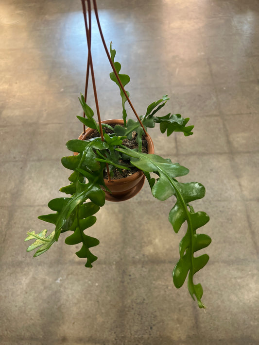 Cactus Fishbone
