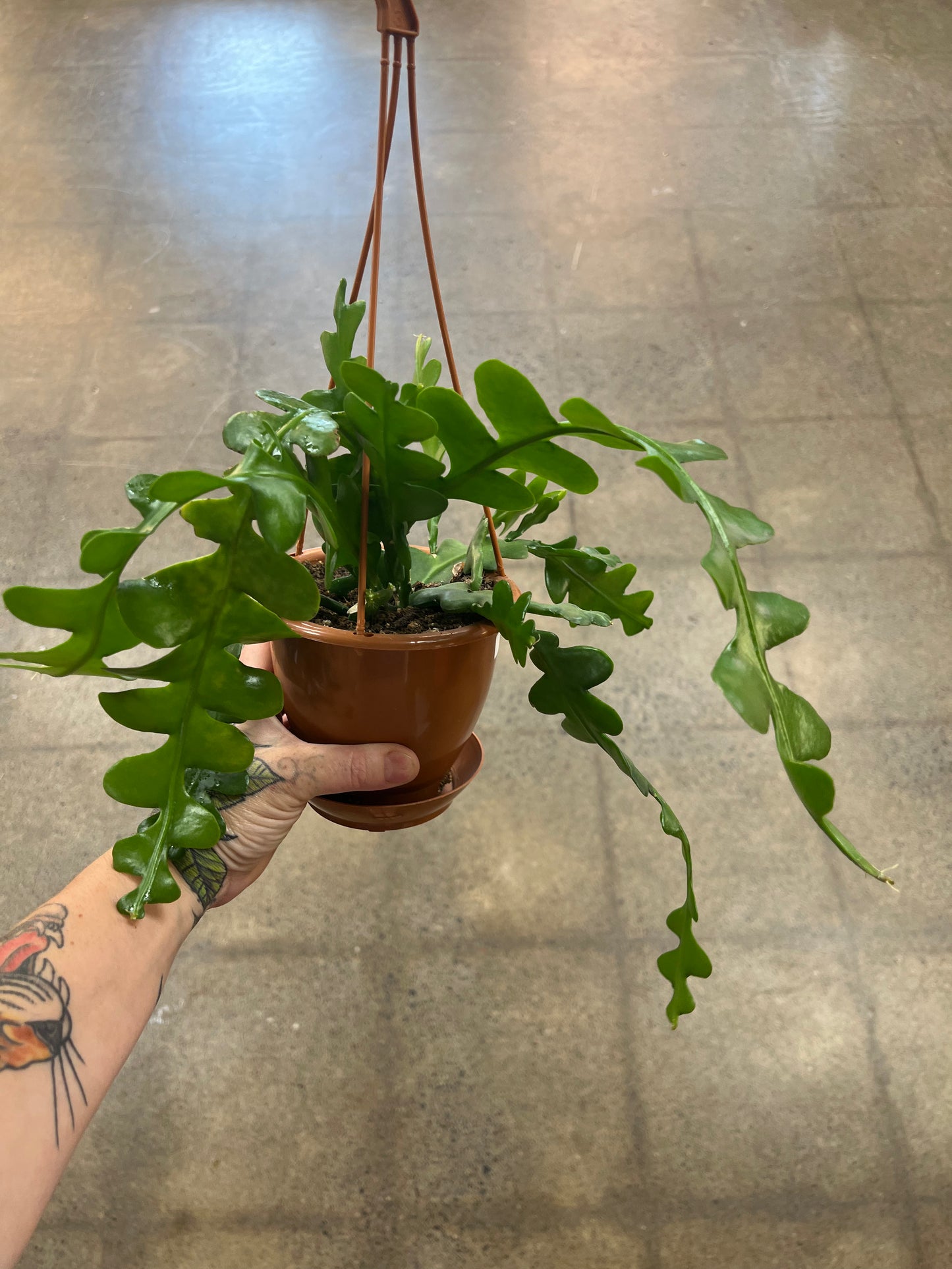 Cactus Fishbone