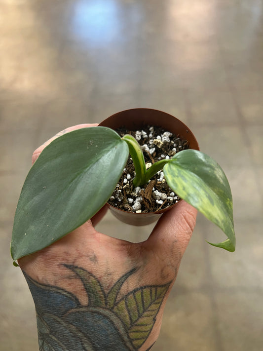 Philodendron Silver Sword Variegated