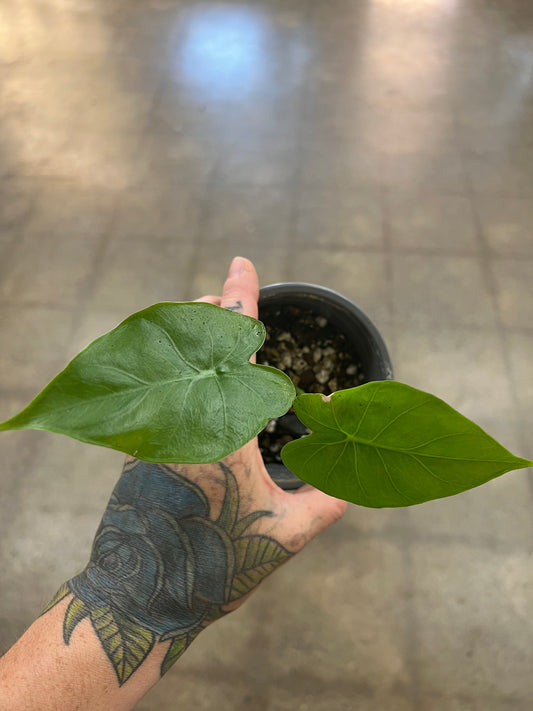 Alocasia Odora