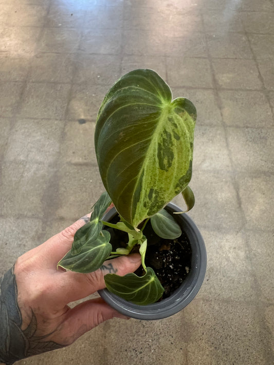 Philodendron Melanochrysum Low Variegated
