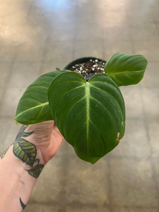 Philodendron Gloriosum