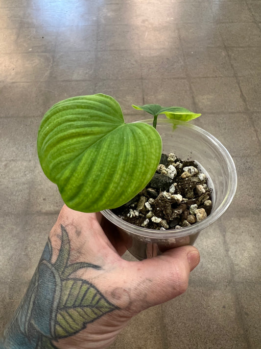 Philodendron Fibraecataphyllum