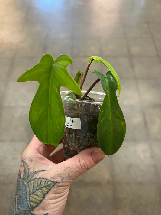 Philodendron Florida Beauty