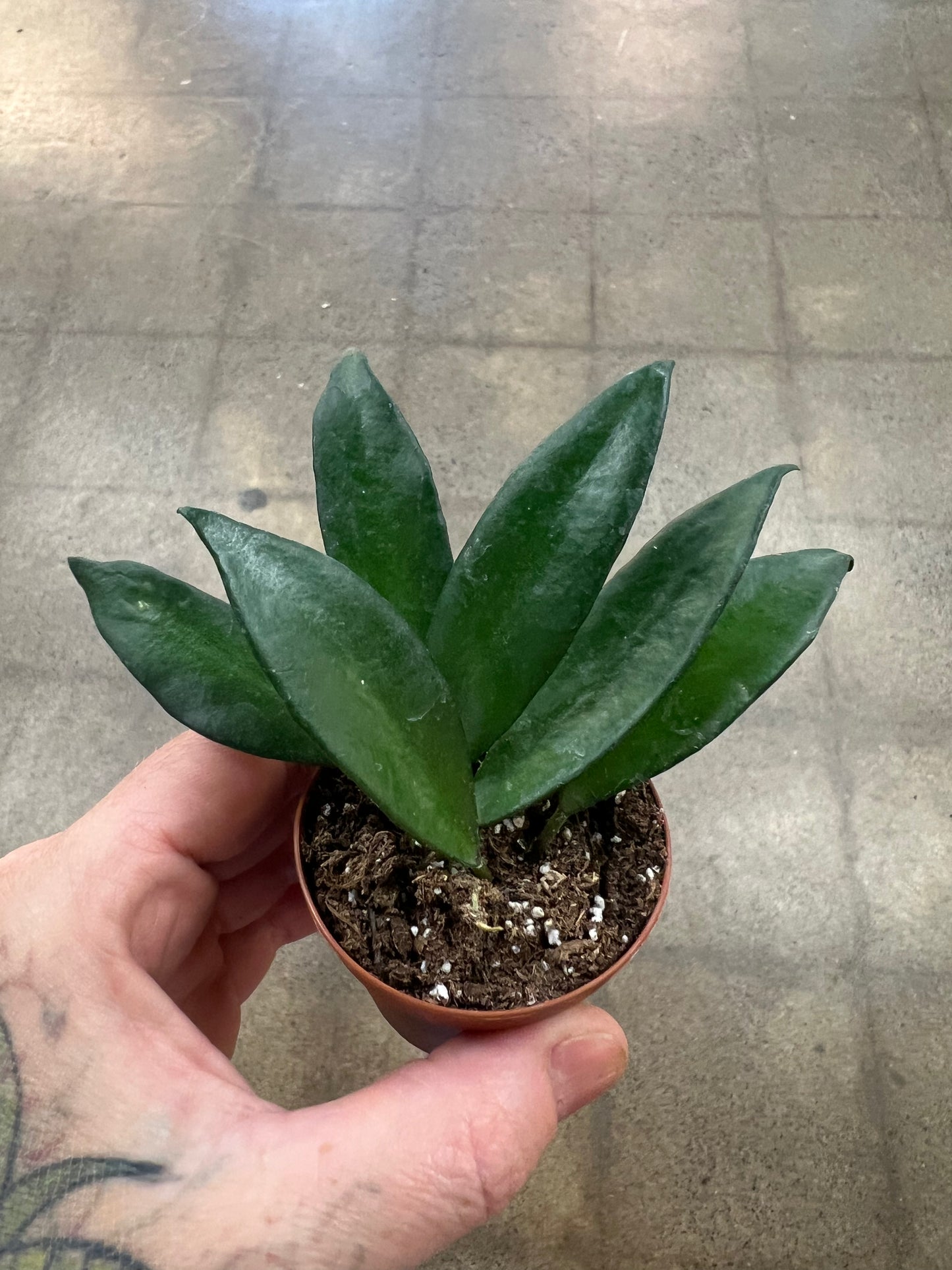 Hoya Davidcummingii