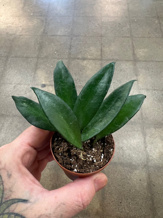 Hoya Davidcummingii