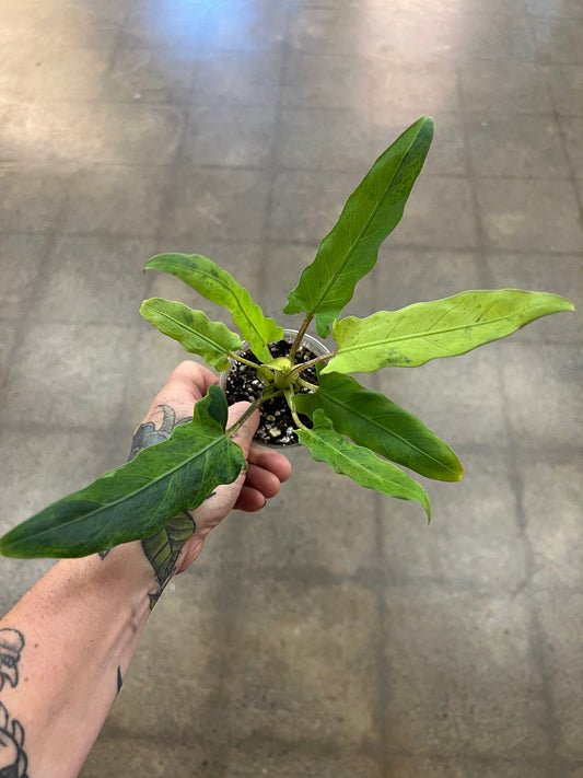 Alocasia Lauterbachiana Aurea