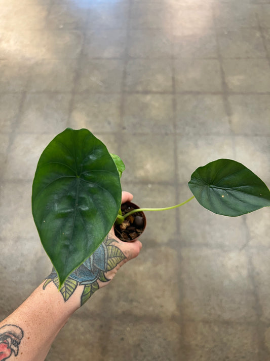 Alocasia Green Shield