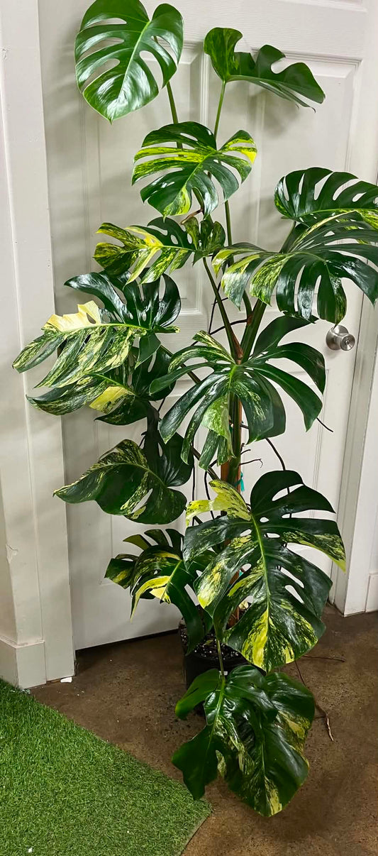 Monstera Aurea