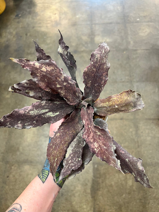 Hoya Undulata Red XXL #1