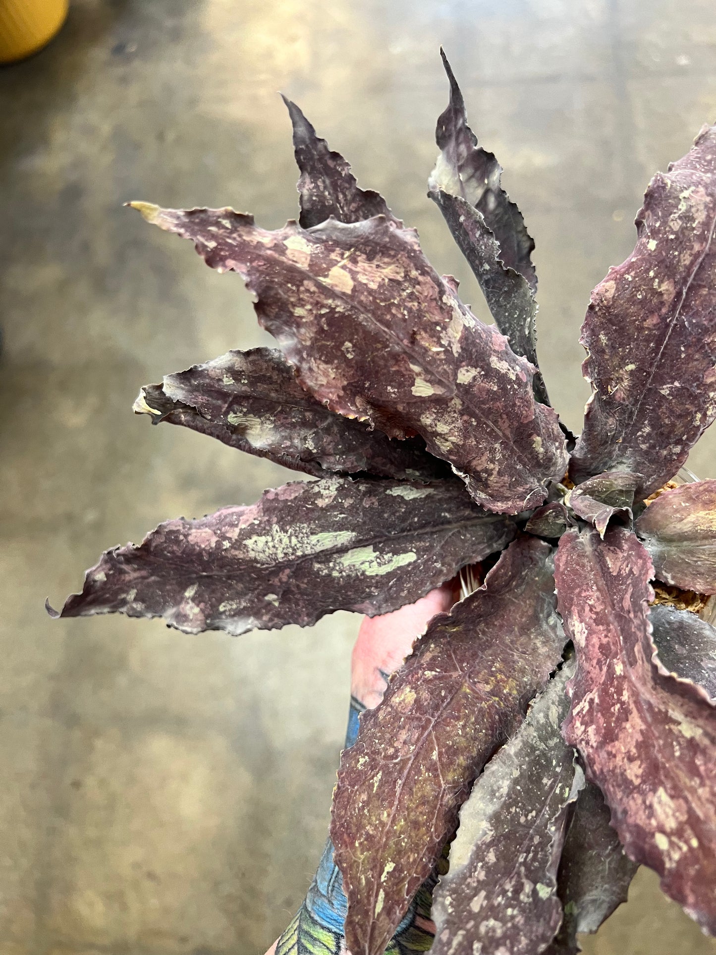 Hoya Undulata Red XXL #1