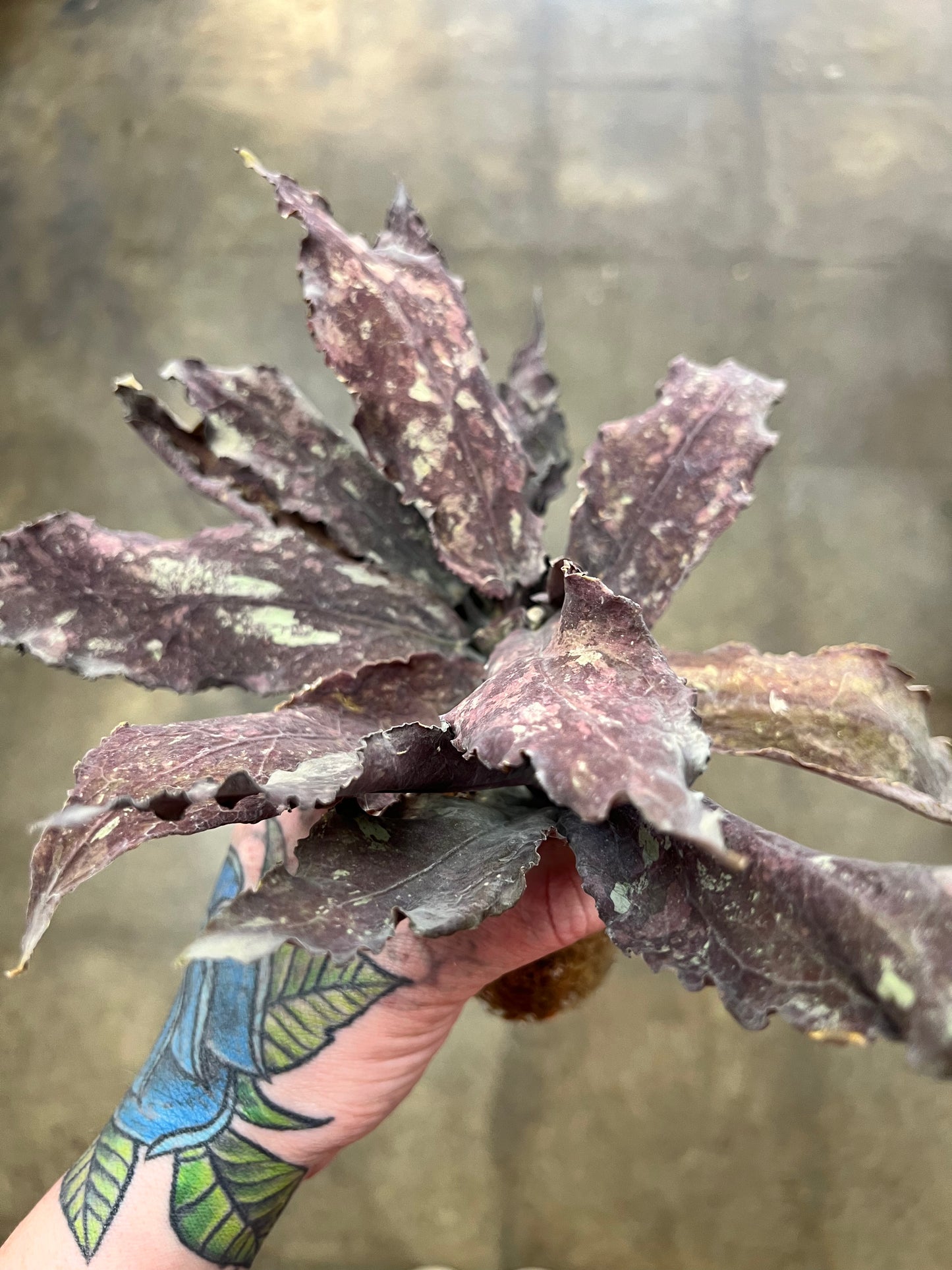 Hoya Undulata Red XXL #1