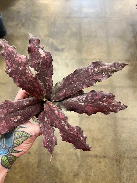 Hoya Undulata Red XXL #2