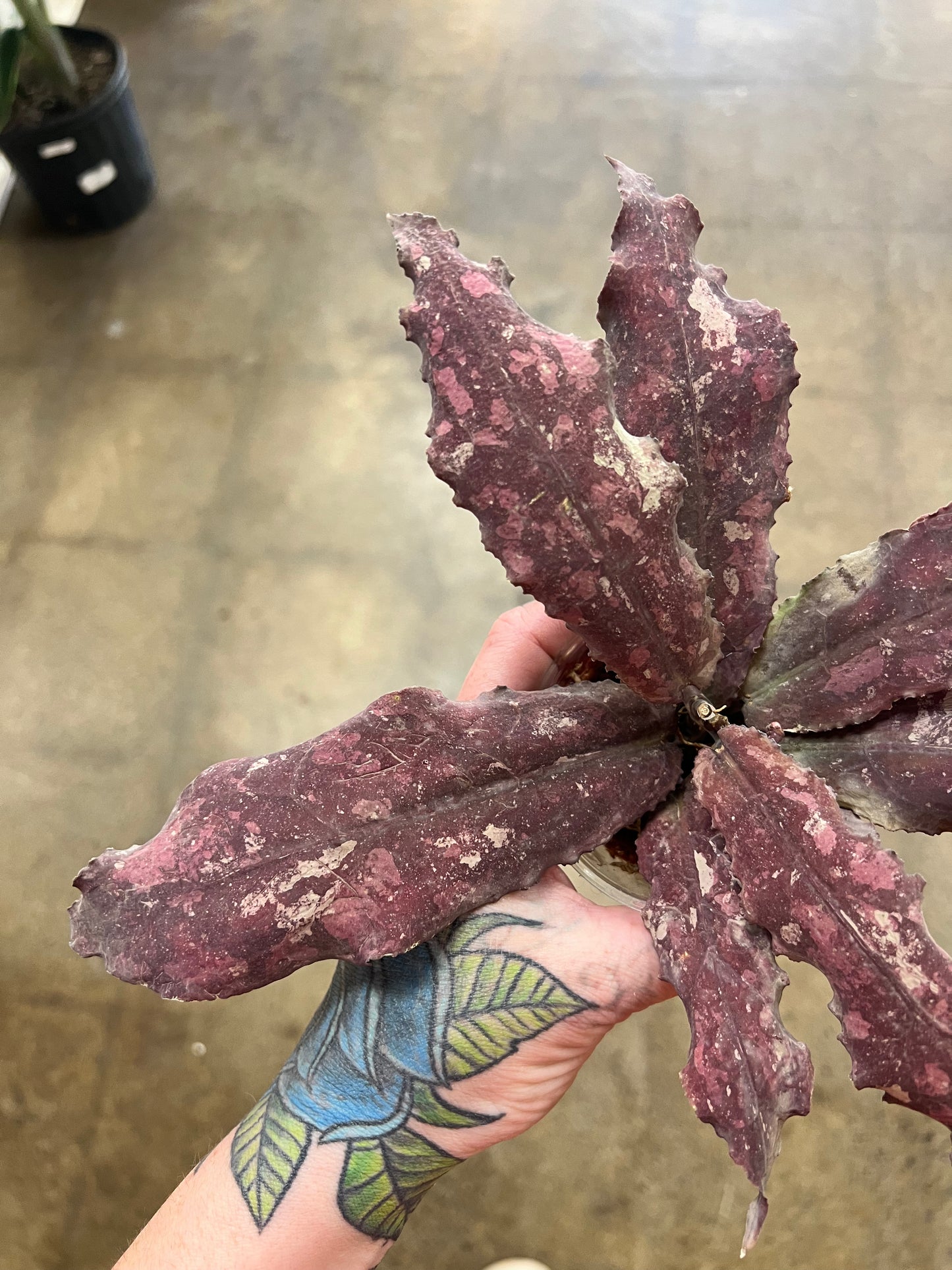 Hoya Undulata Red XXL #2
