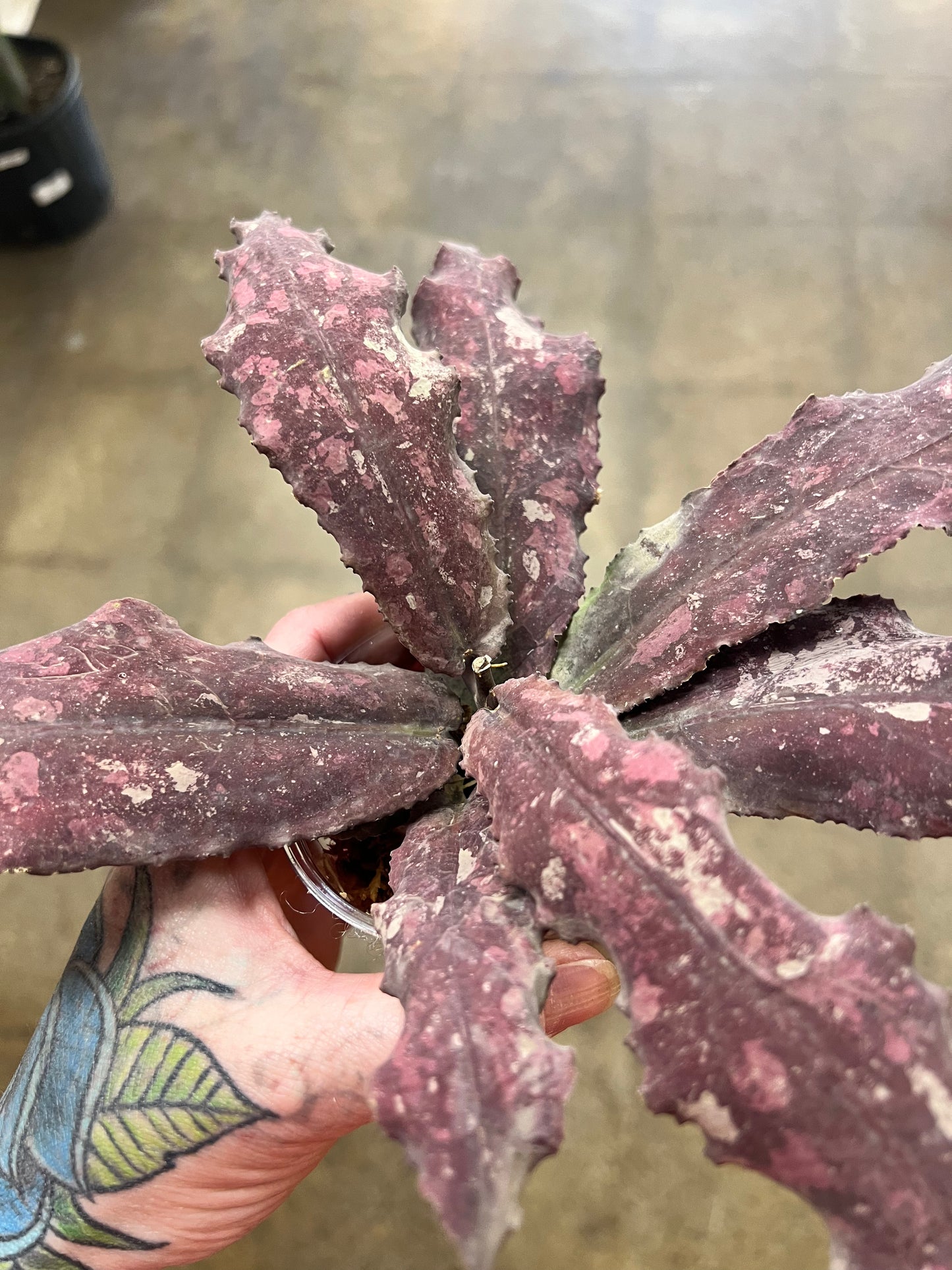 Hoya Undulata Red XXL #2