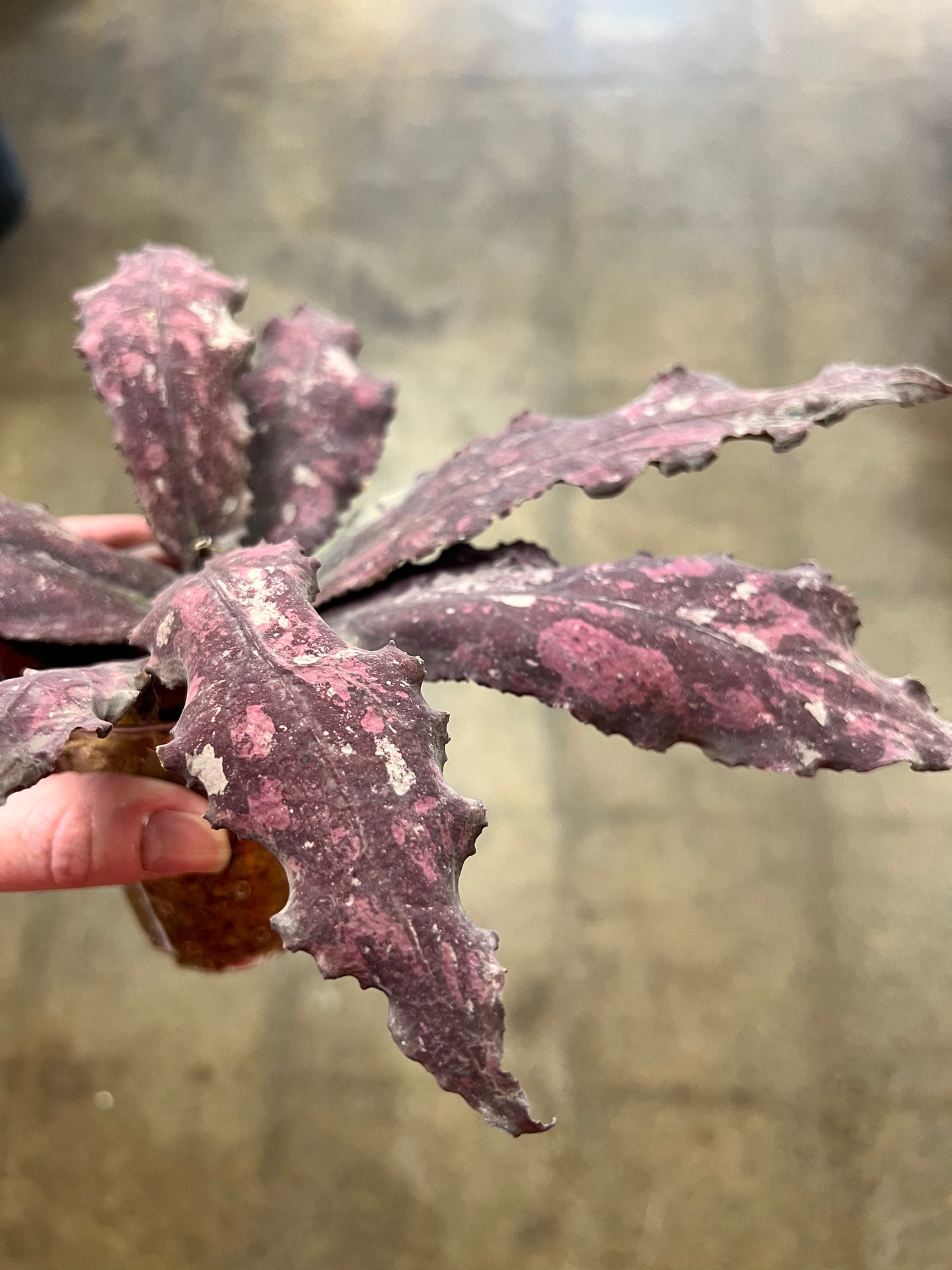 Hoya Undulata Red XXL #2