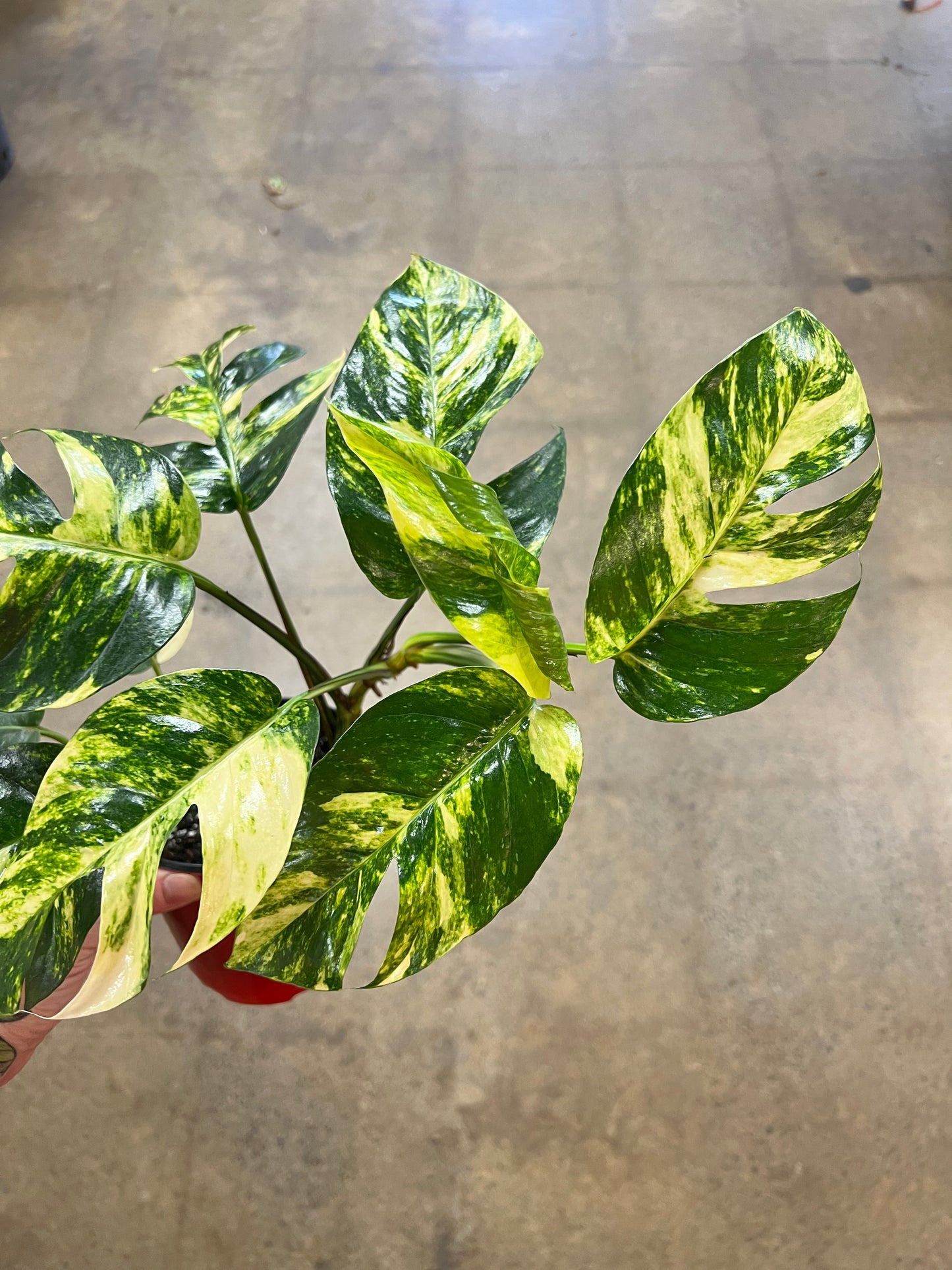 Epipremnum Pinnatum Sunburst