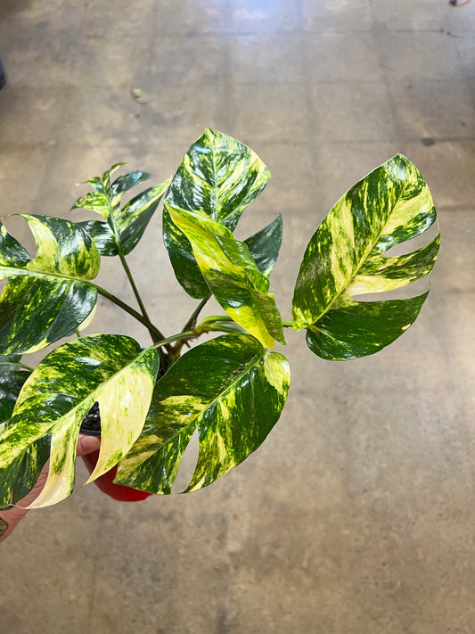 Epipremnum Pinnatum Sunburst