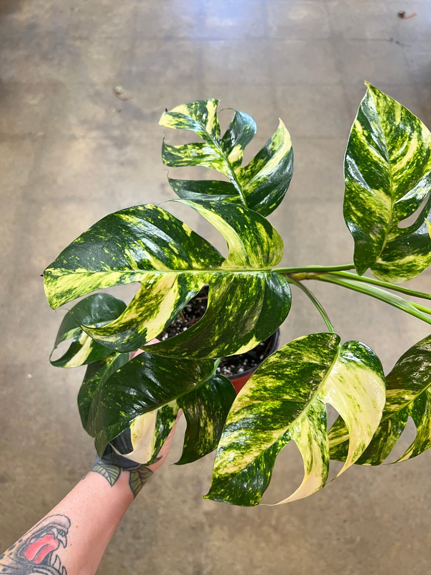 Epipremnum Pinnatum Sunburst