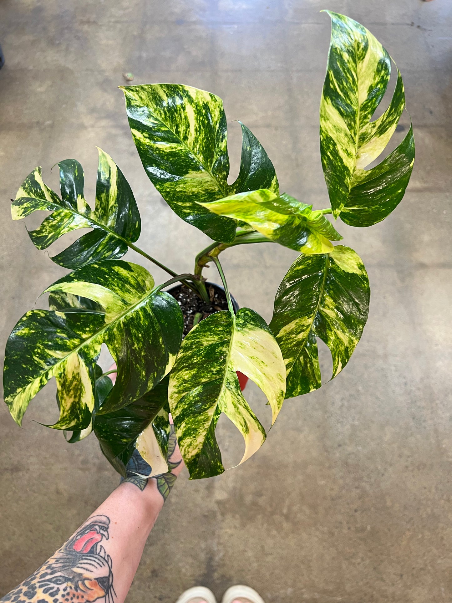 Epipremnum Pinnatum Sunburst