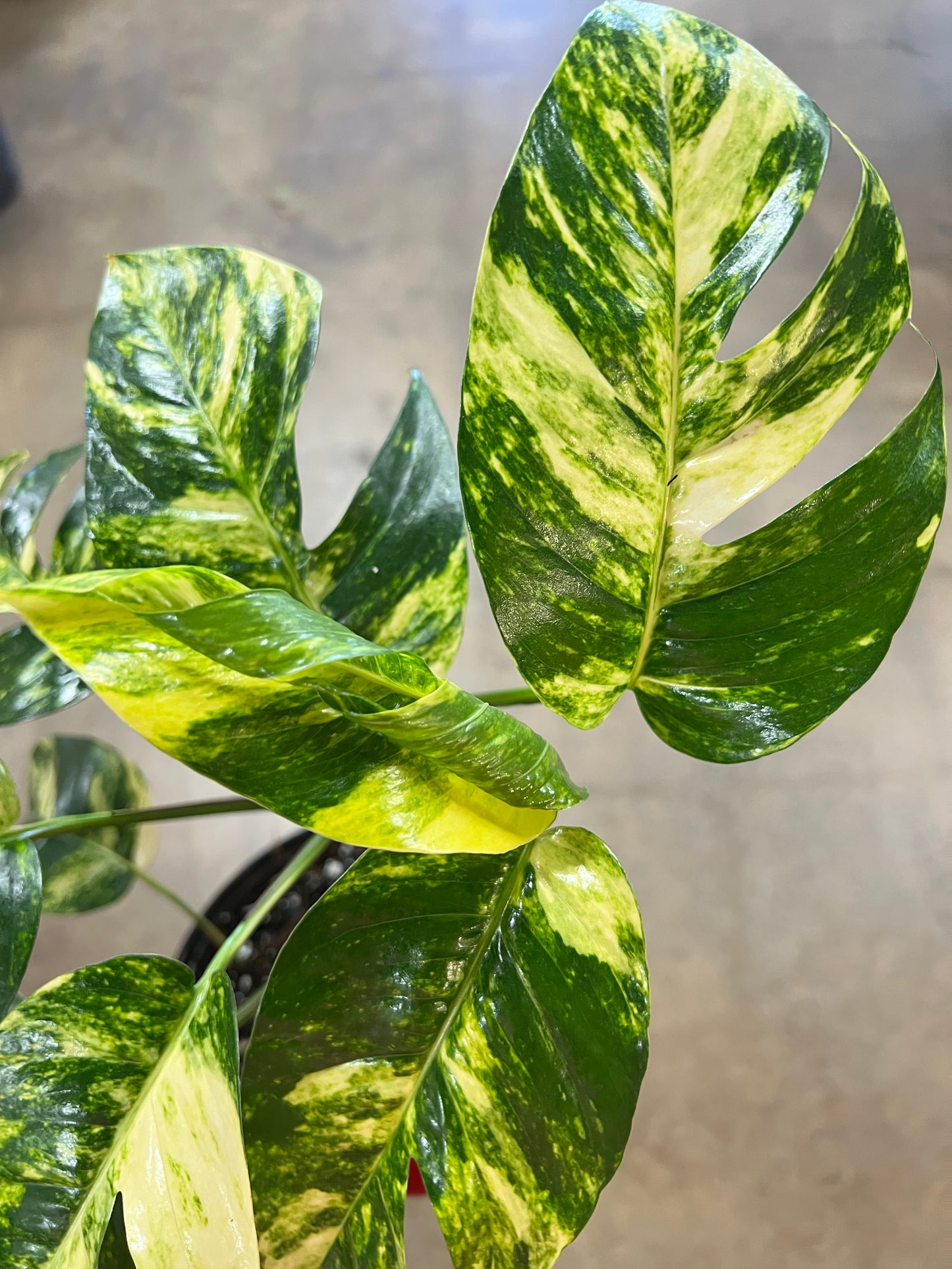 Epipremnum Pinnatum Sunburst