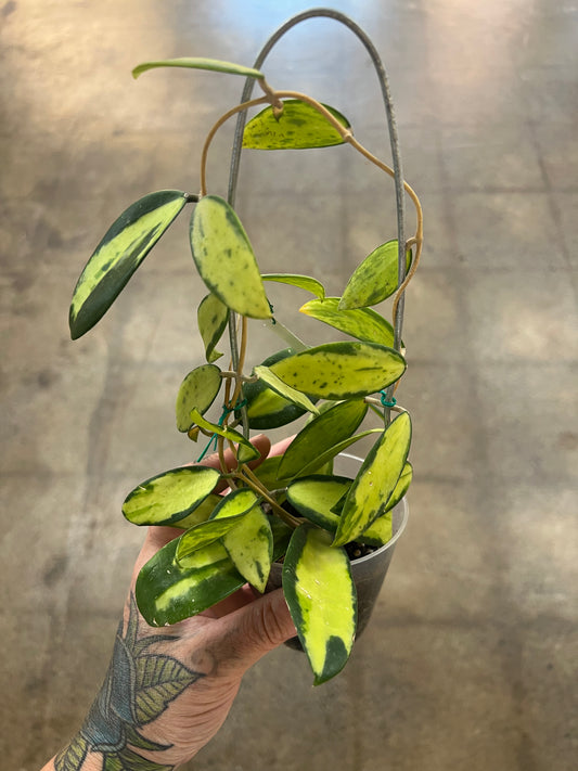 Hoya Acuta Variegata Big Leaves