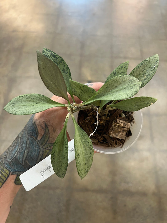Hoya Nicholsoniae New Guinea Ghost