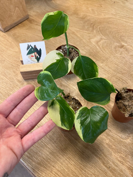 Pothos Manjula Poonsin