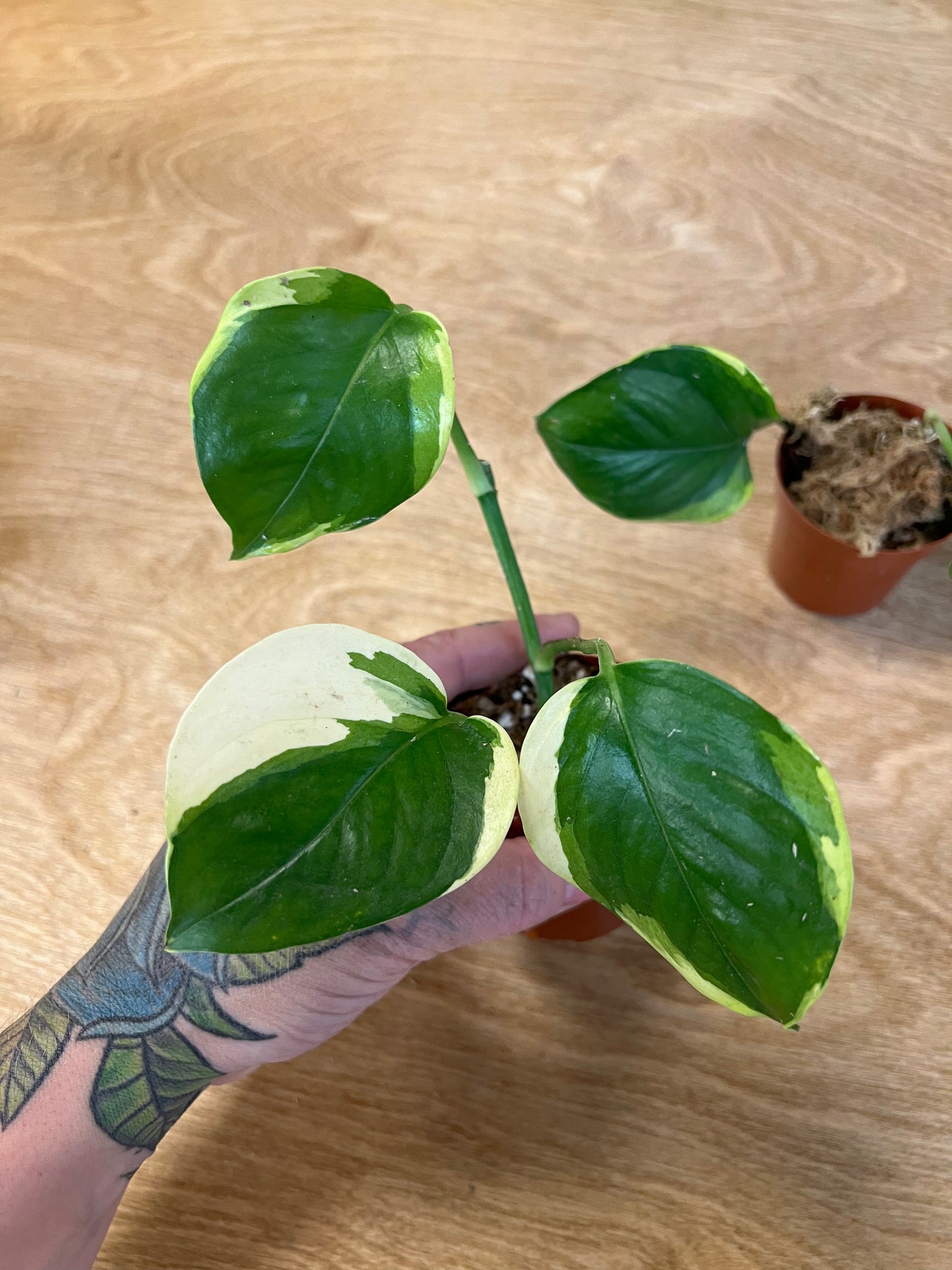 Pothos Manjula Poonsin
