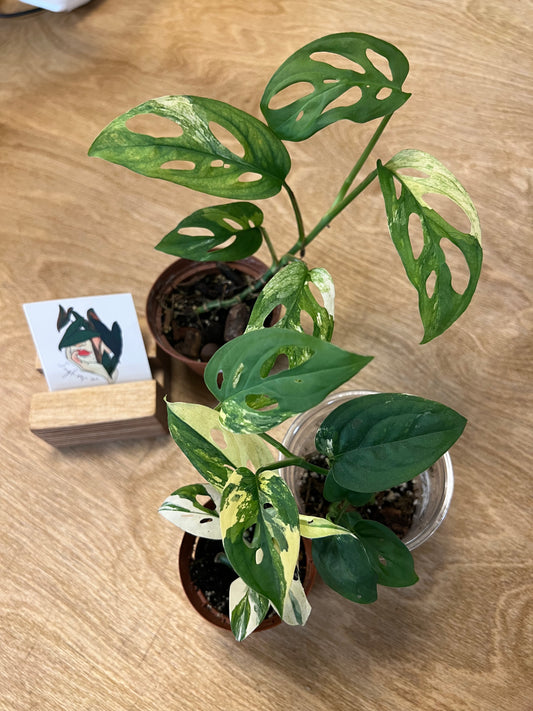 Monstera Adansonii Aurea