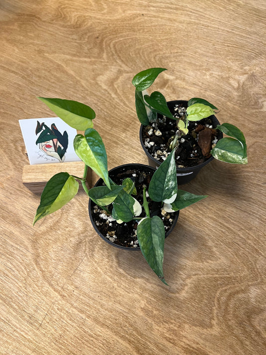 Epipremnum Cebu Blue Variegated