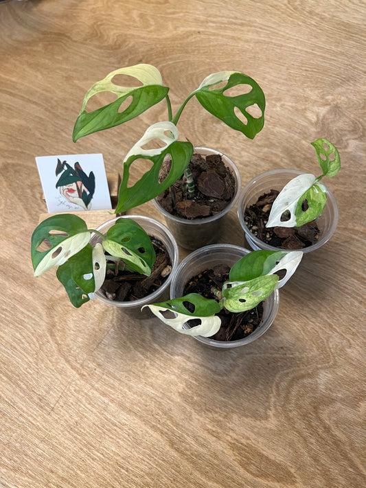 Monstera Adansonii Albo