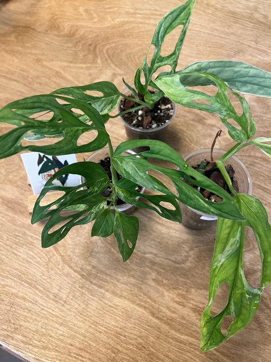 Monstera Adansonii Indo Mint