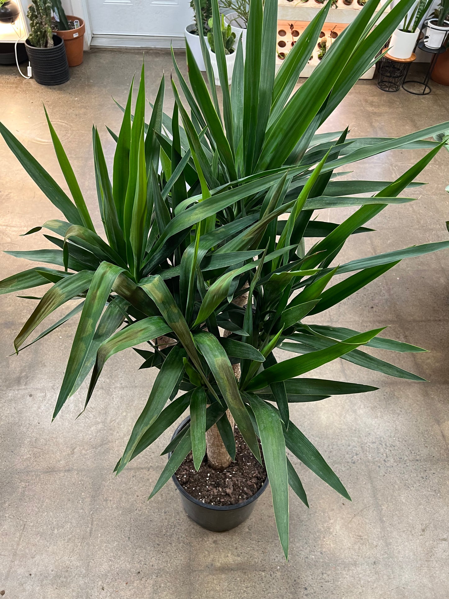 Yucca Branch