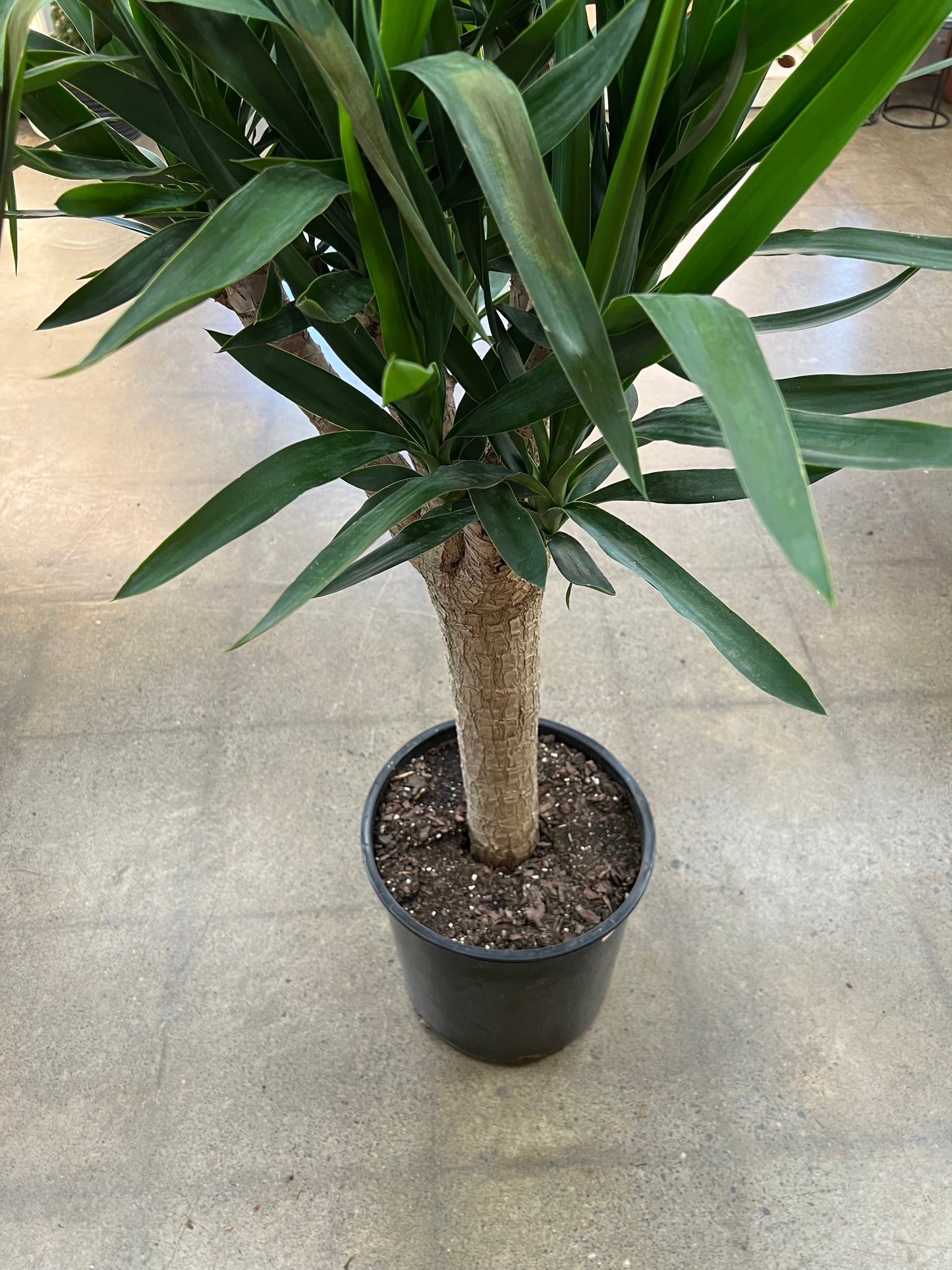 Yucca Branch