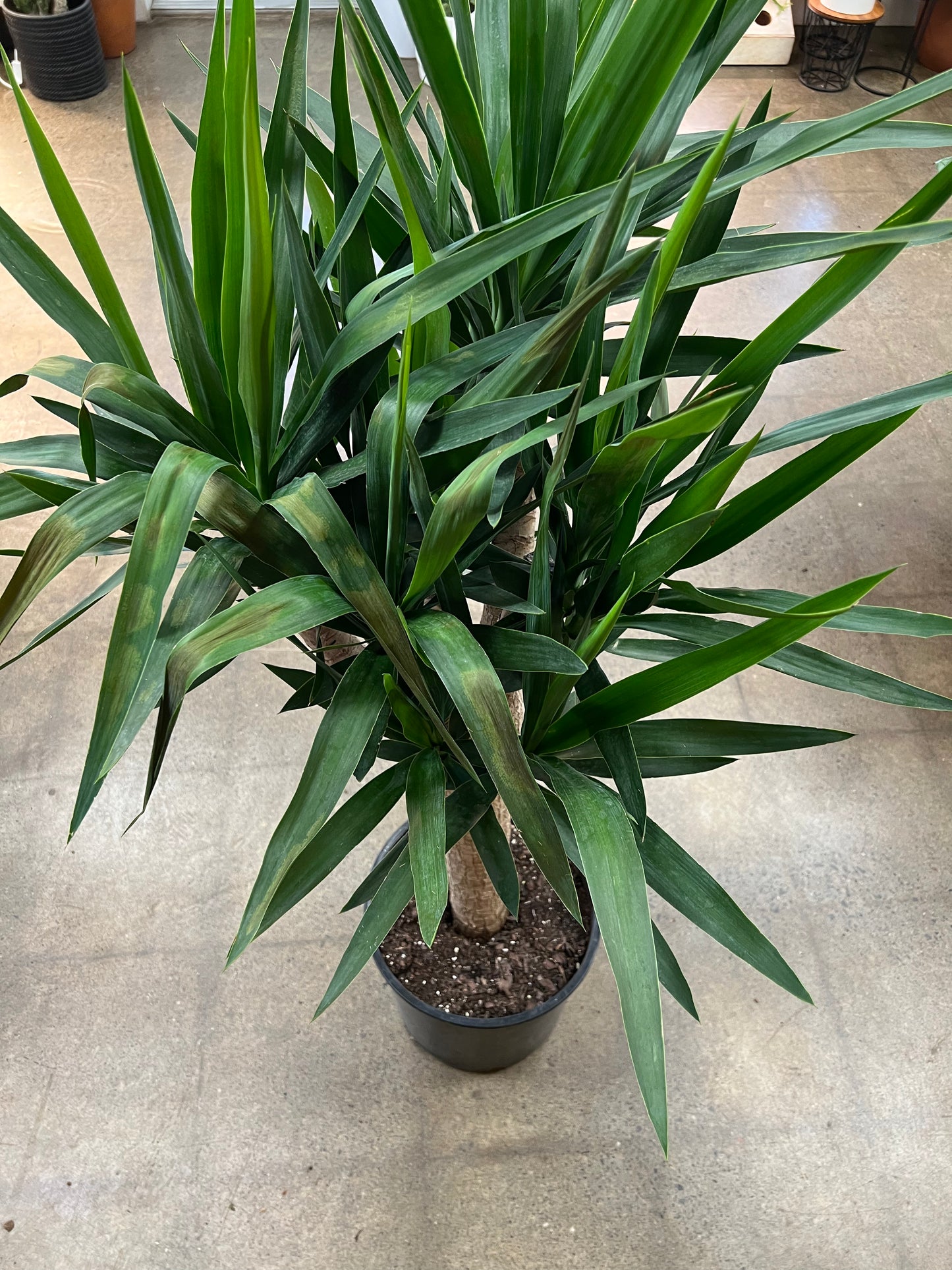 Yucca Branch