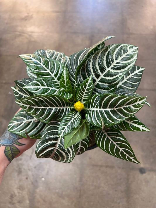 Aphelandra Dania