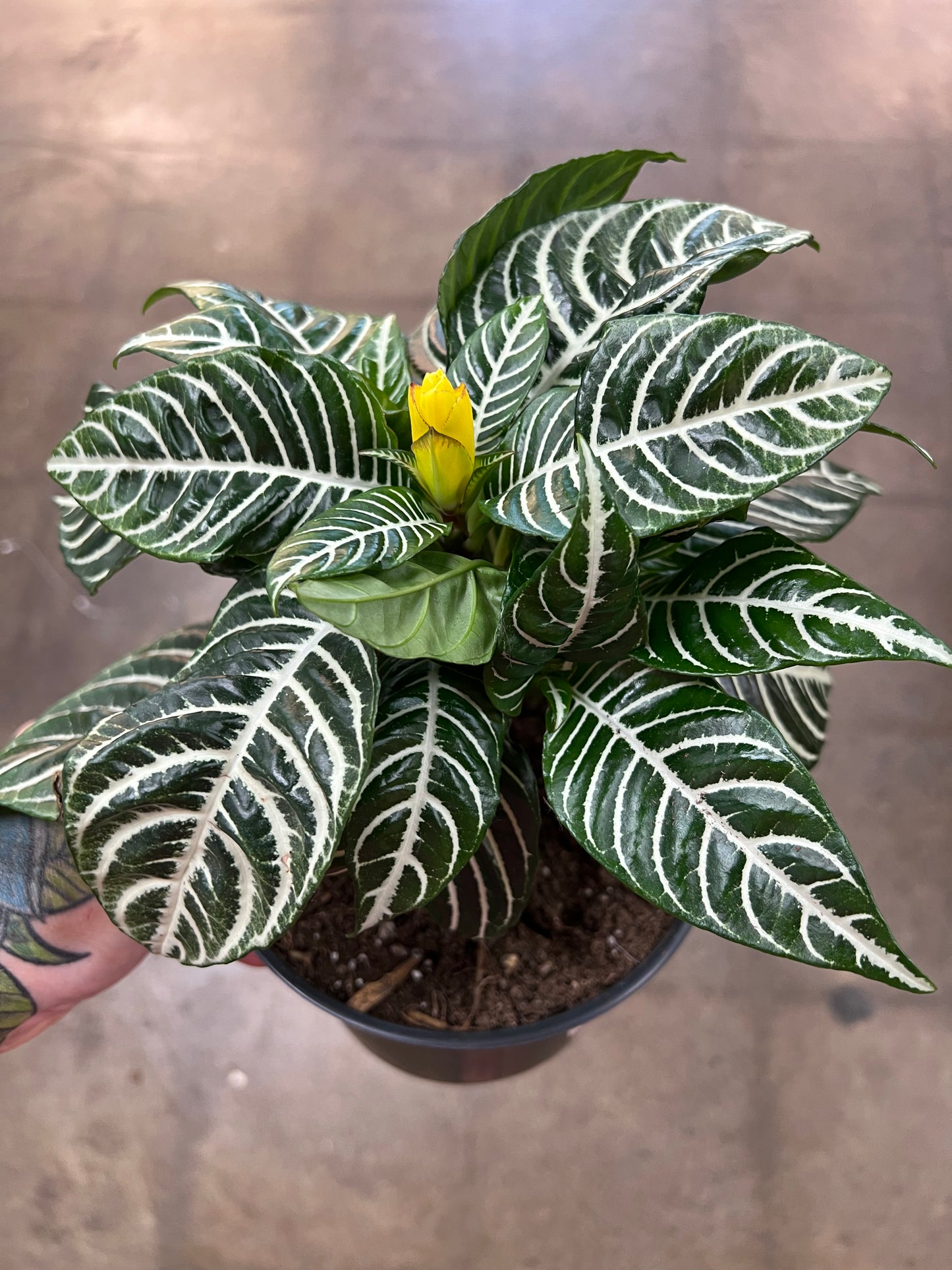Aphelandra Dania