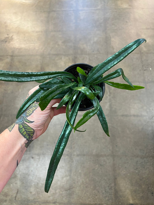 Microsorum Thailandicum