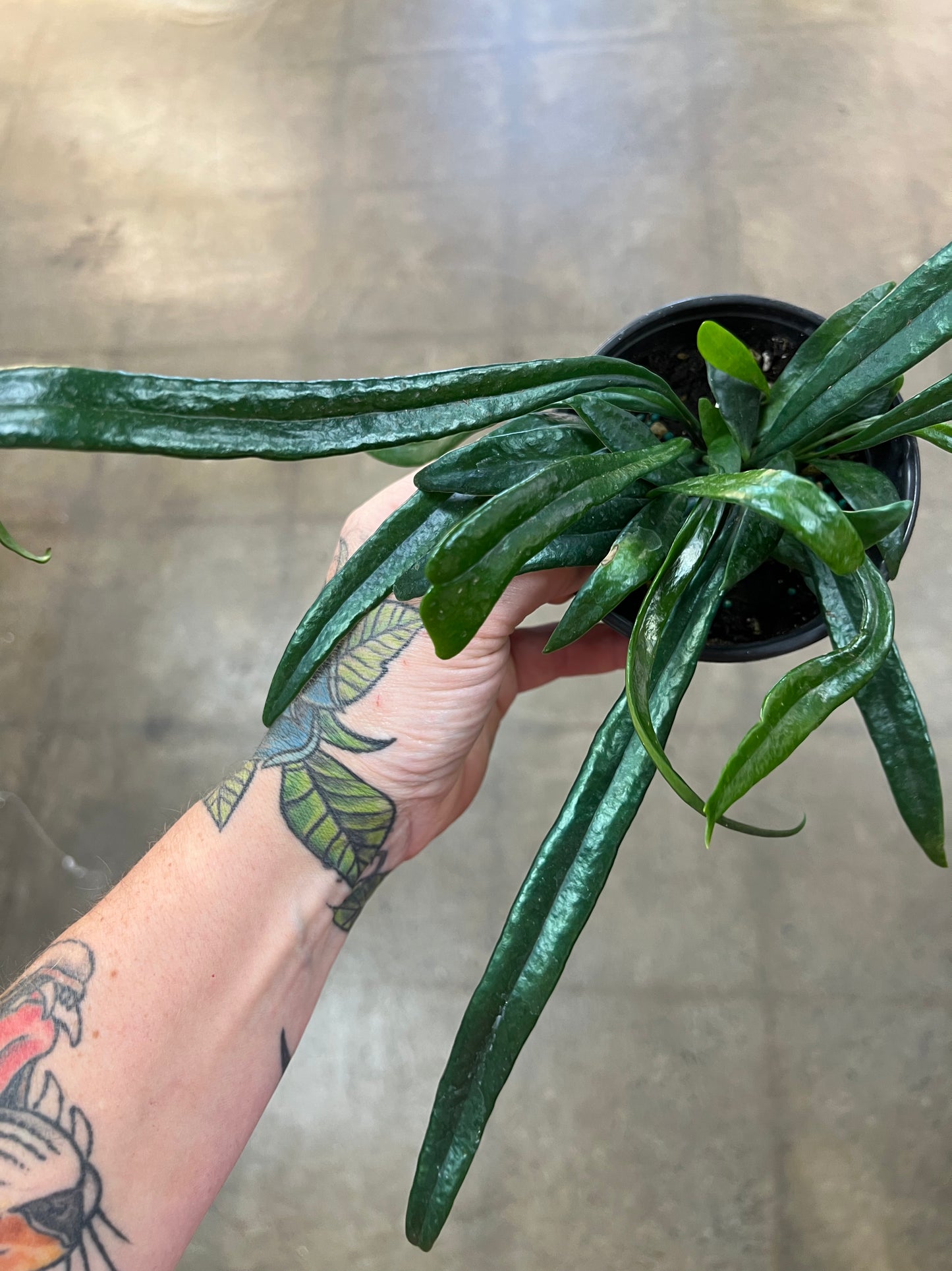 Microsorum Thailandicum