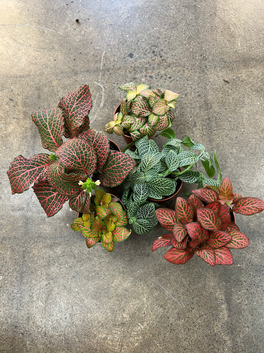Fittonia 2.5