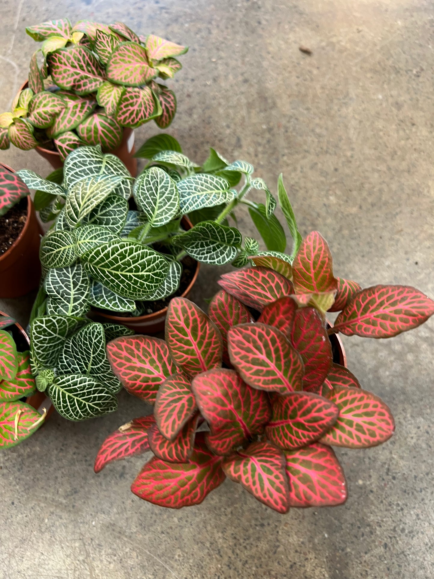 Fittonia 2.5