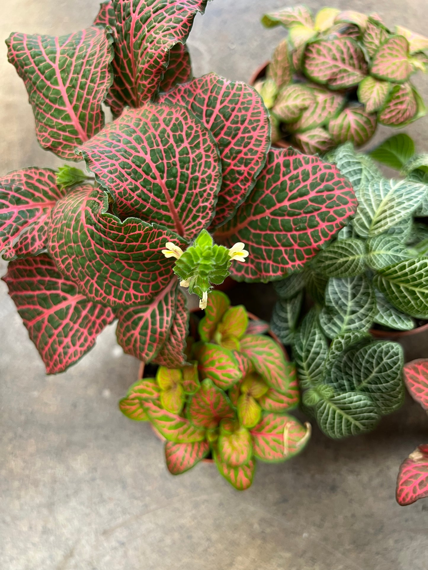 Fittonia 2.5