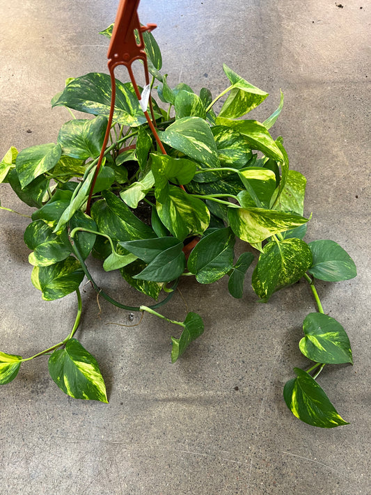 Golden Pothos